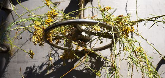 distillation immortelle