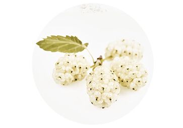 L'Extrait de M&ucirc;rier Blanc collection reine blanche skincare ingredient