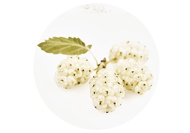 L'Extrait de M&ucirc;rier Blanc collection reine blanche skincare ingredient