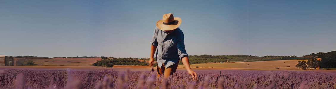 lavendel producent lavendelstreek Provence LOCCITANE