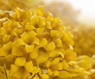 Ontdek de geheimen van de immortelle bloem