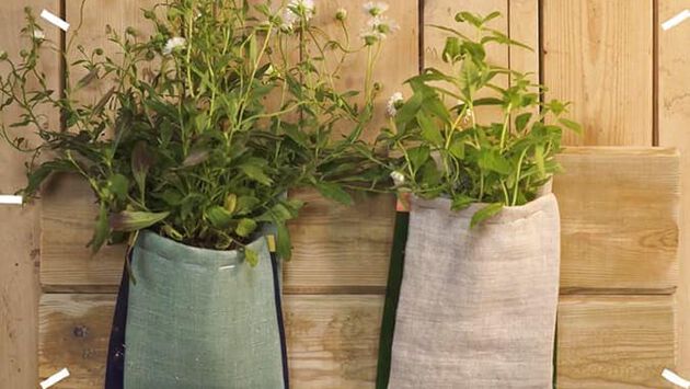 planten