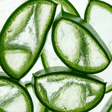 Extrait Aloe Vera