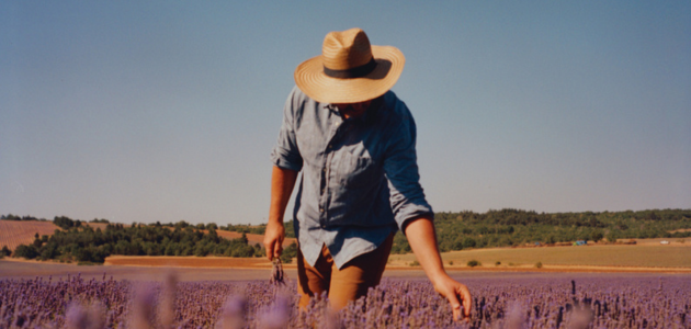 lavendel producent lavendelstreek Provence LOCCITANE