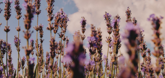 kwalitatieve lavendel - lavendeloogst producenten LOCCITANE