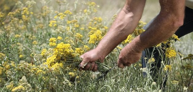 fleurs immortelle