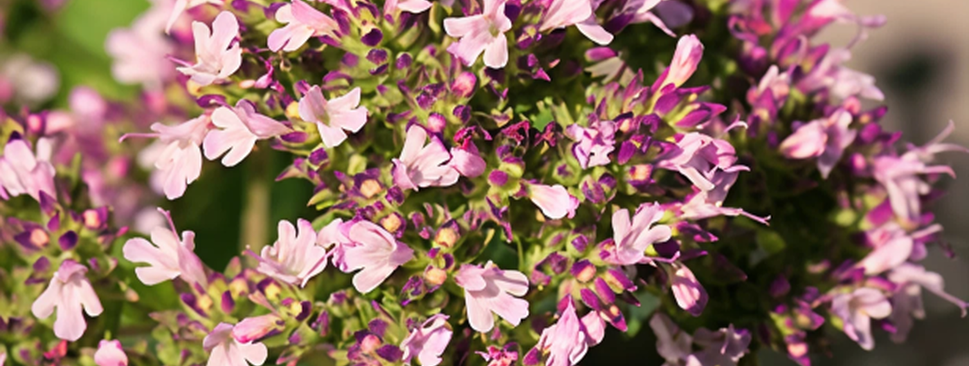 L'extrait de Marjoram