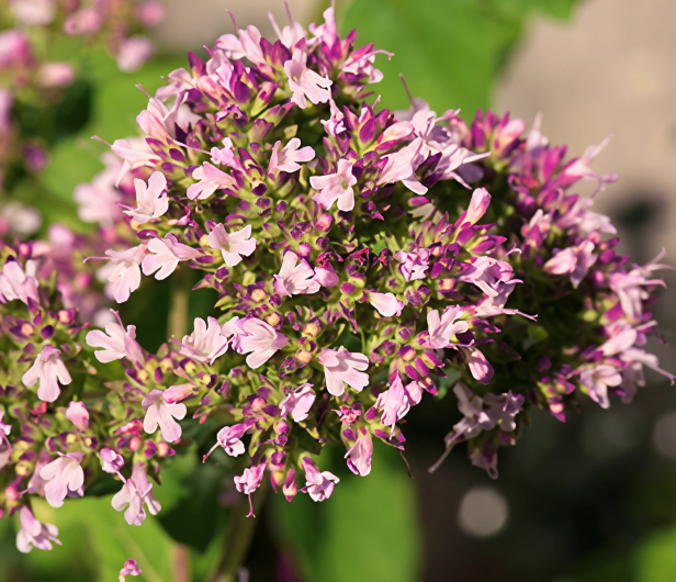 L'extrait de Marjoram
