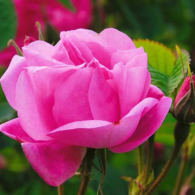 parfum rose