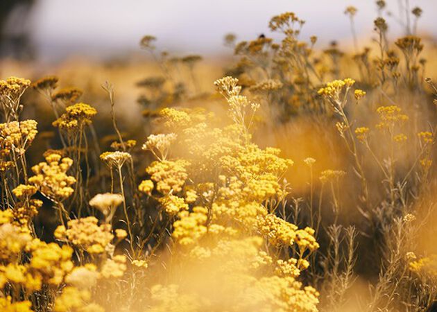 ingredient immortelle