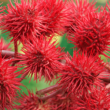 Huile v&eacute;g&eacute;tale de Ricin