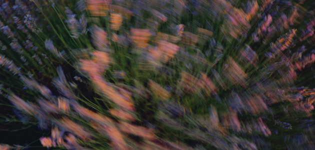 oogstmethoden en teelt van lavendel LOCCITANE lavendelproducent