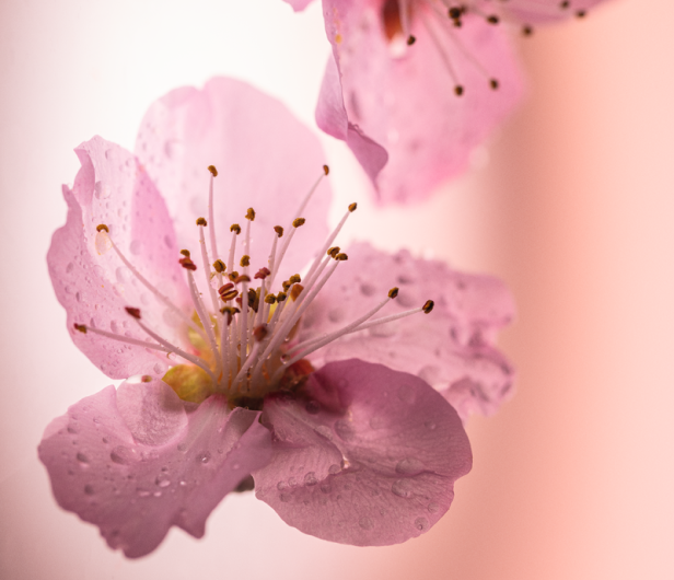 Fleurs de Cerisier (Cherry Blossom)