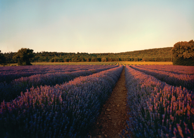 Ons ingredi&euml;nt - Lavendel