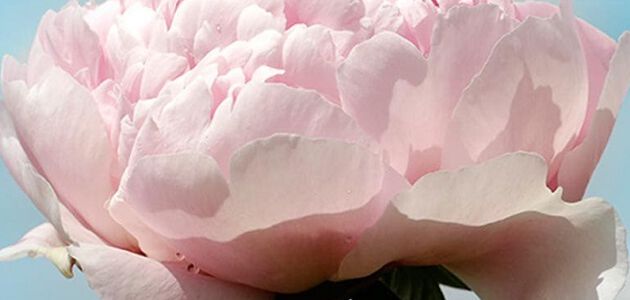 pivoine