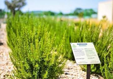 MEDITERRANEAN GARDEN