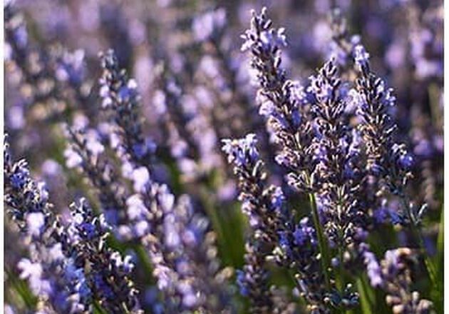 essenti&euml;le olie bob lavendel