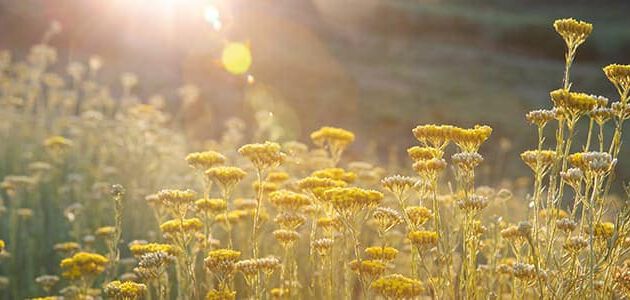 immortelle velden