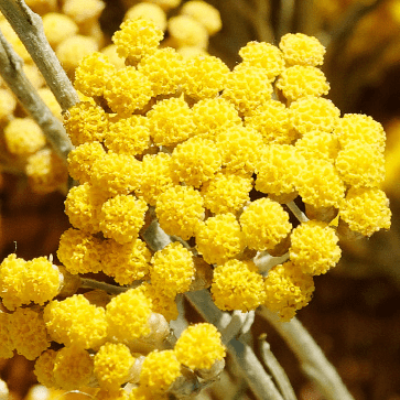 Eau Florale d'Immortelle Biologique