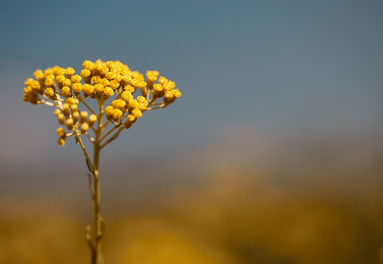 Immortelle