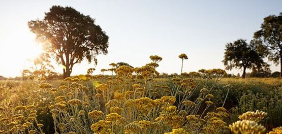zon natuur