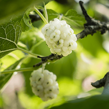 Witte Moerbei Extract