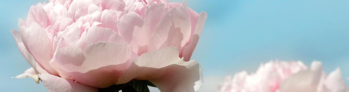 pivoine