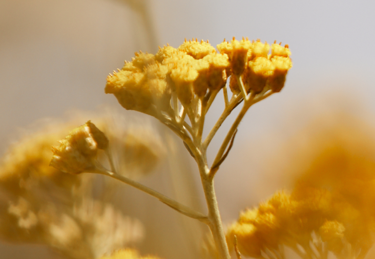 Fleurs d'Immortelle
