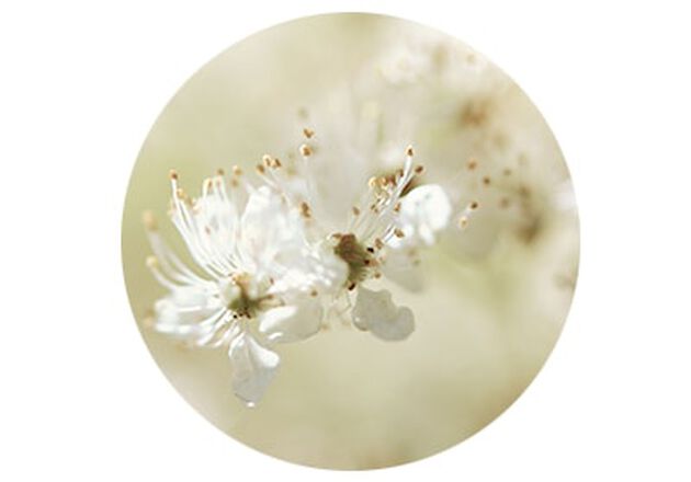 L'Extrait de Reine des Pr&eacute;s collection reine blanche skincare ingr&eacute;dient