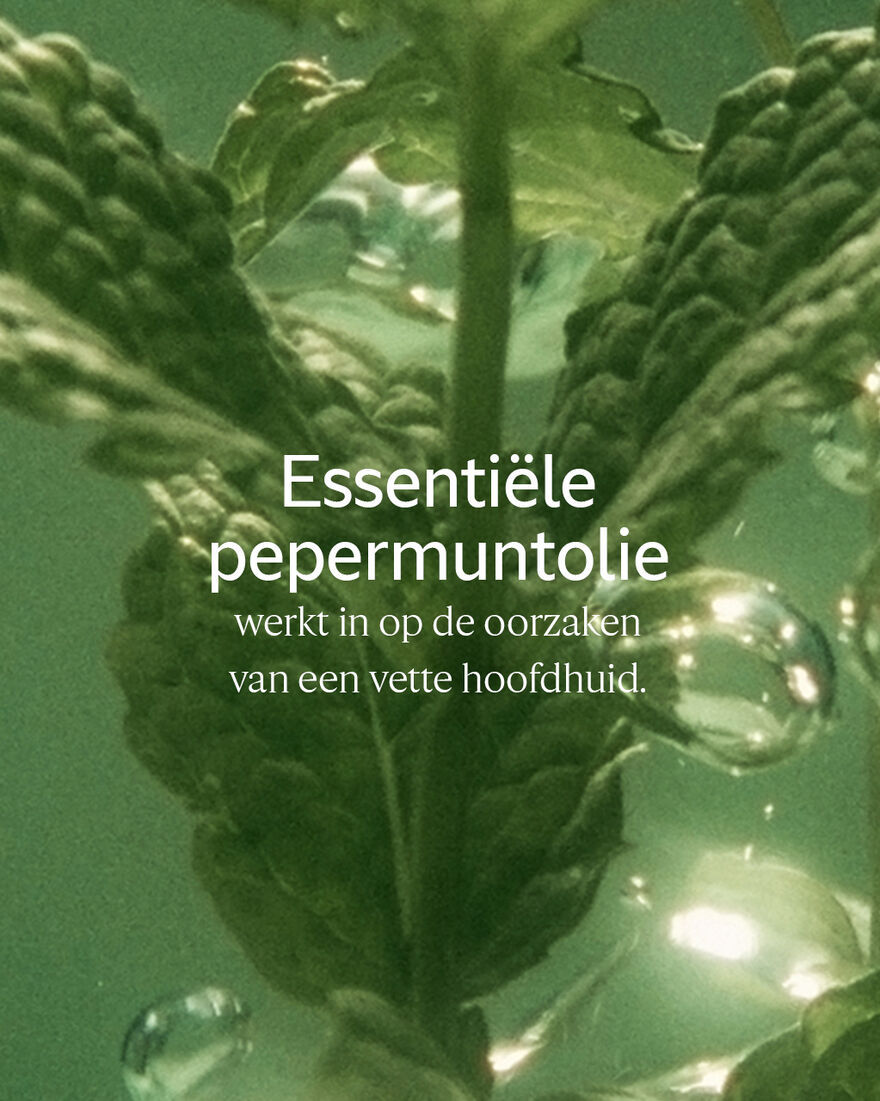 Weergave afbeelding 6/6 van product Aromachology Pure Frisheid Shampoo, , RECT