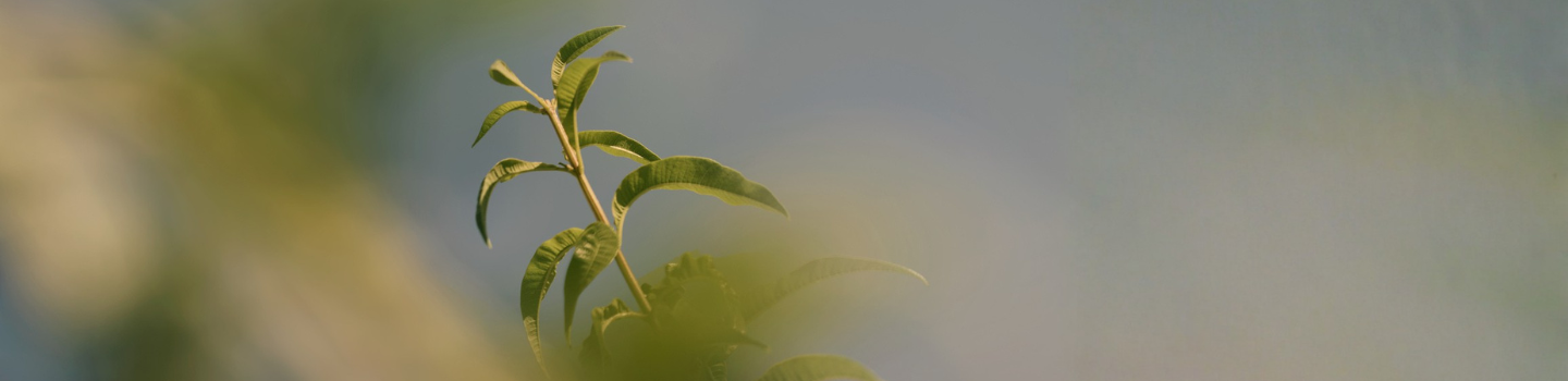 Verveine